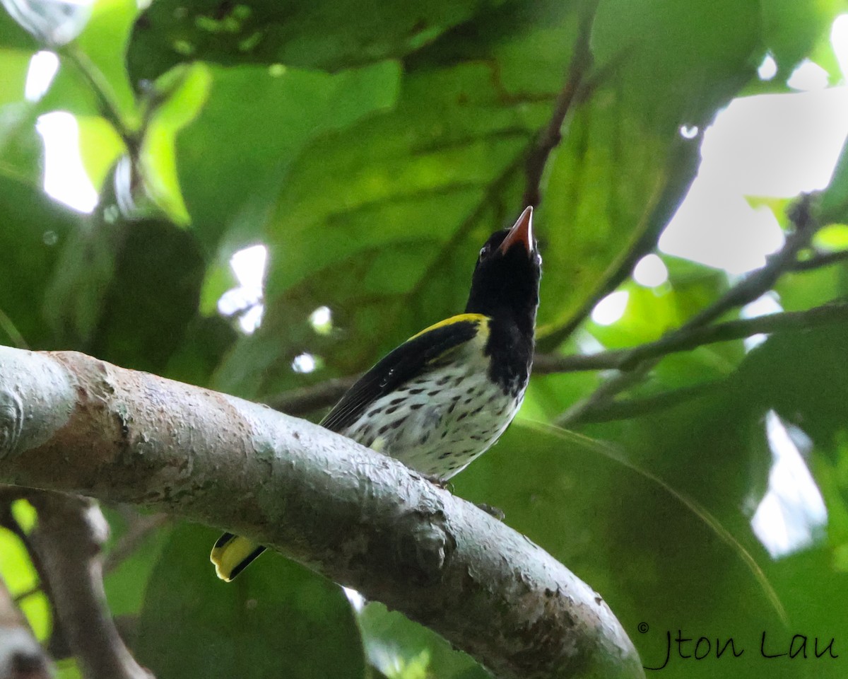 Dark-throated Oriole - ML614126450