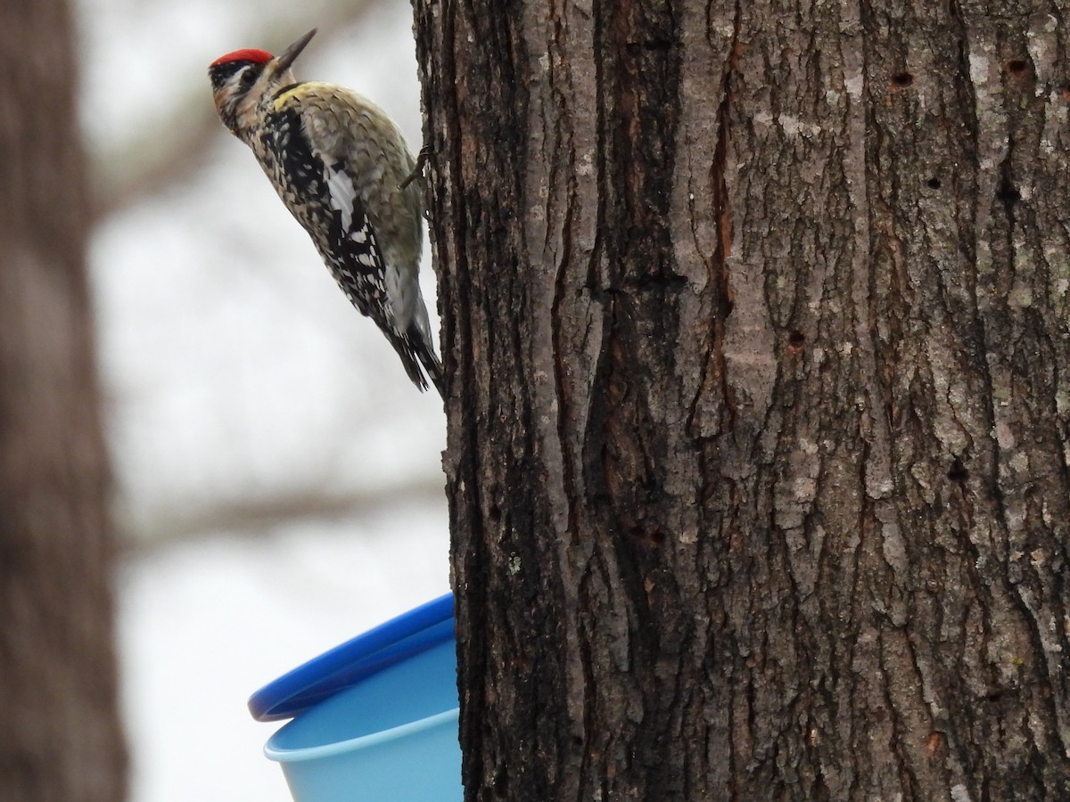 Yellow-bellied Sapsucker - ML614126493