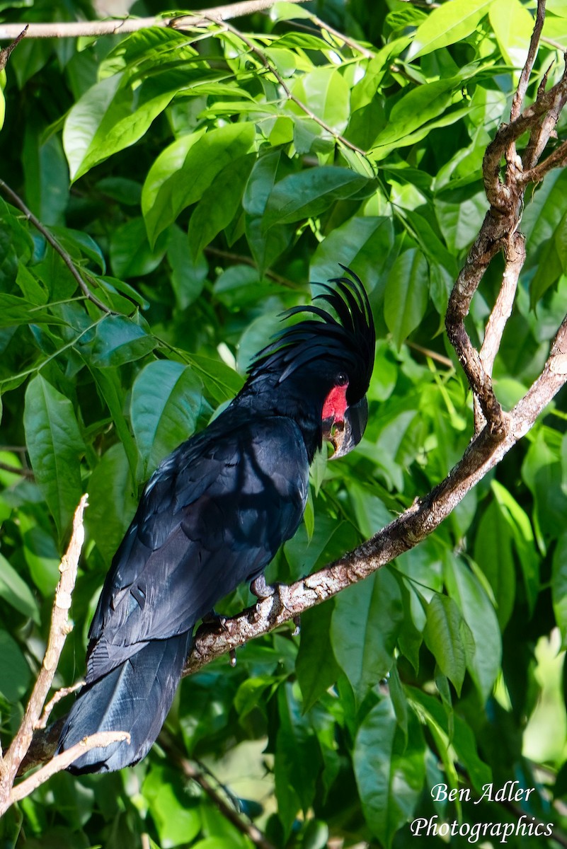 Palm Cockatoo - ML614126550