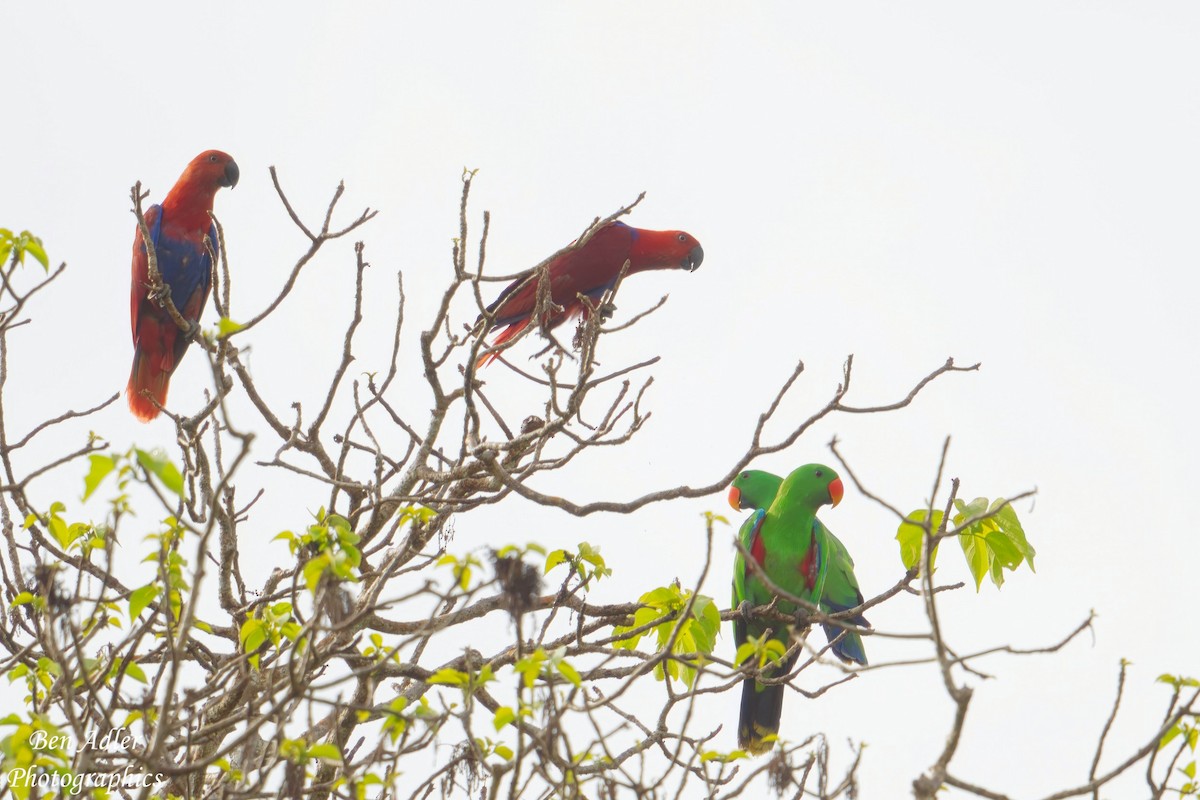 Papuan Eclectus - ML614126565