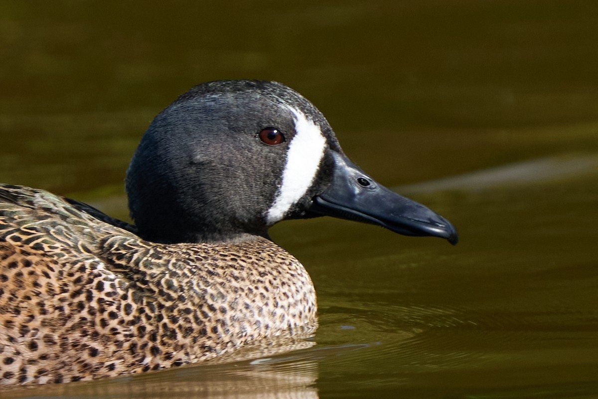 Blue-winged Teal - ML614126596