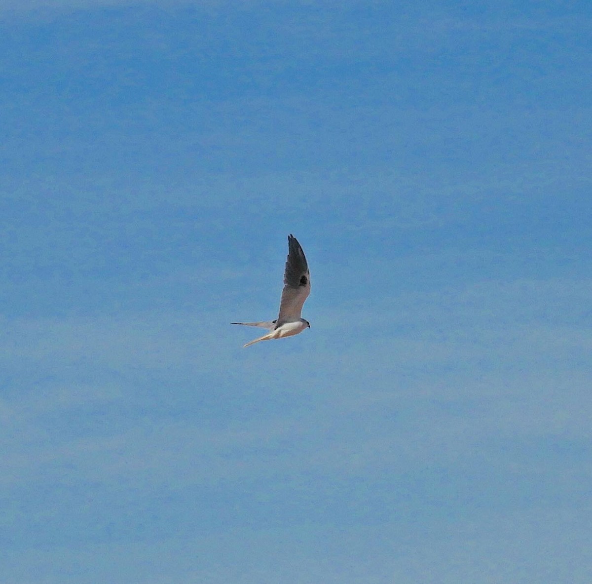 White-tailed Kite - ML614126628
