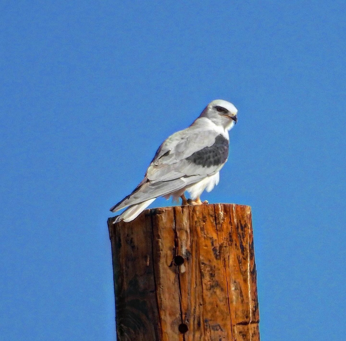 White-tailed Kite - ML614126629