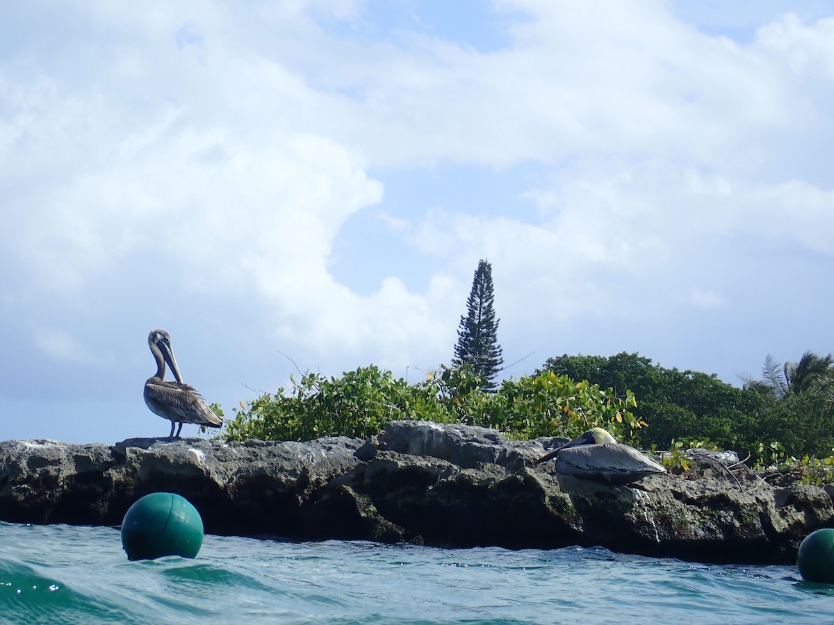 Brown Pelican - ML614126642