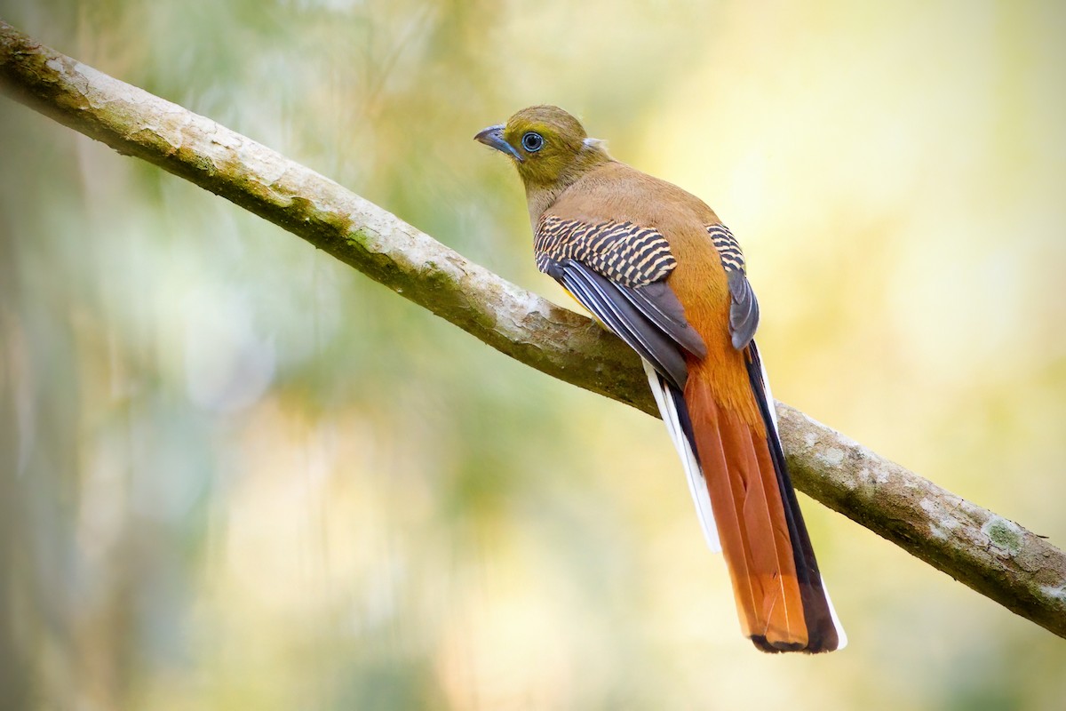 Orange-breasted Trogon (Spice) - JJ Harrison