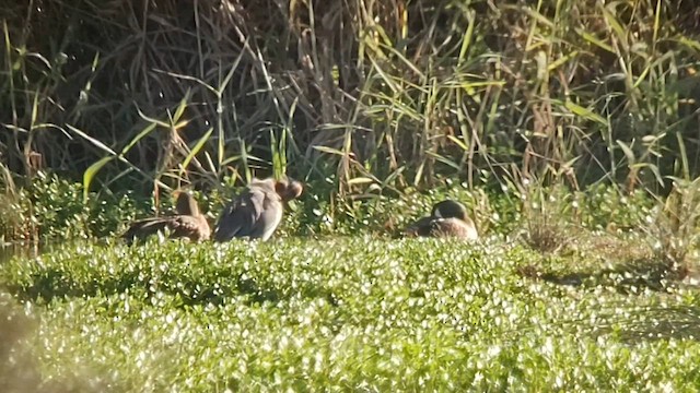 Green-winged Teal - ML614126672