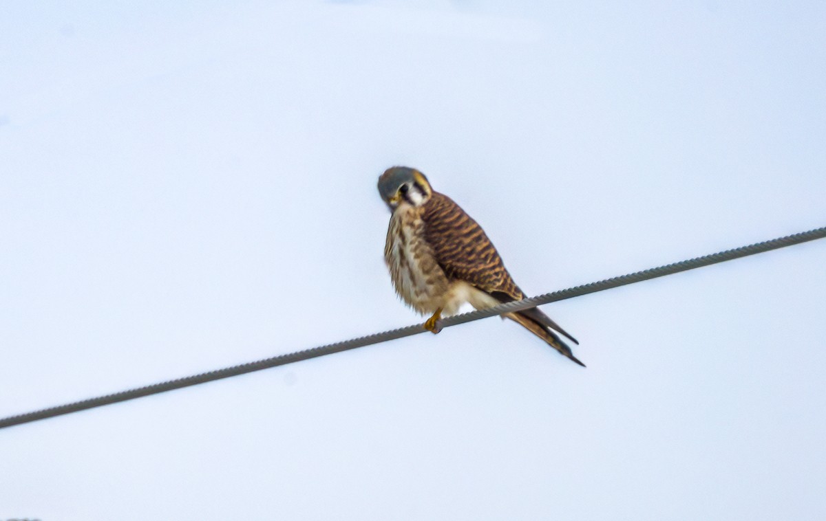 American Kestrel - Christine Andrews