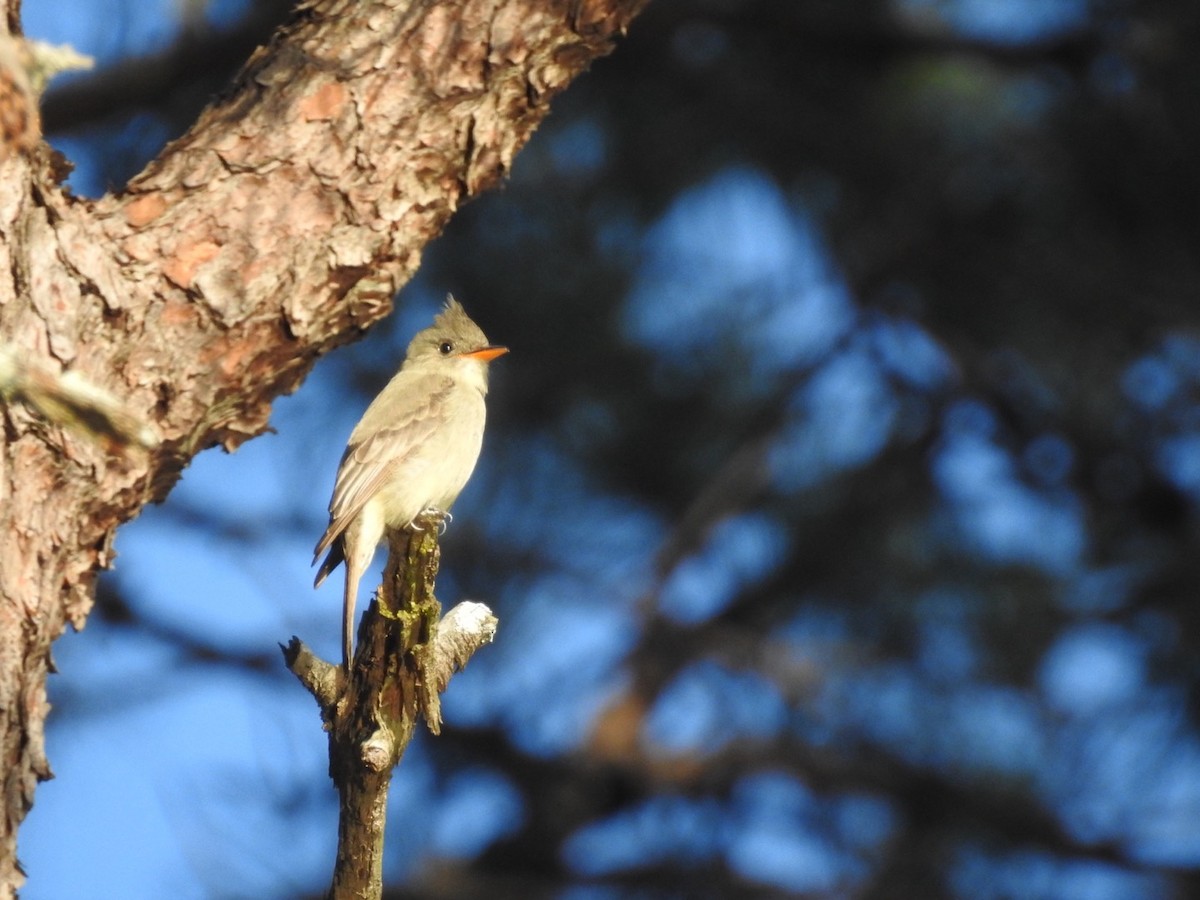 Greater Pewee - ML614126796