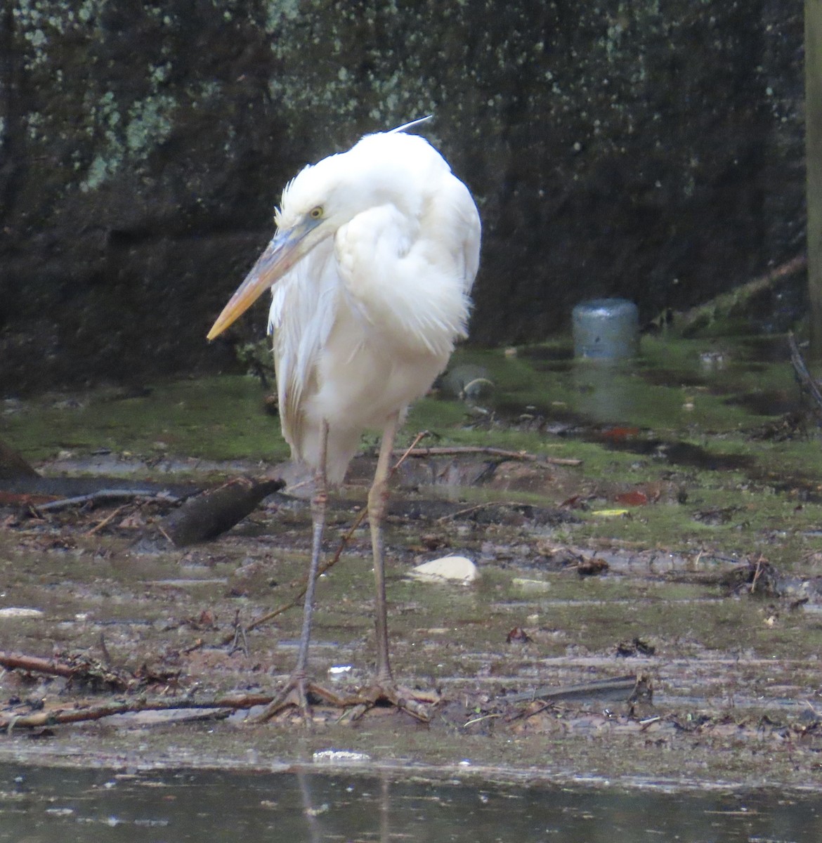 Great Blue Heron (Great White) - ML614126813