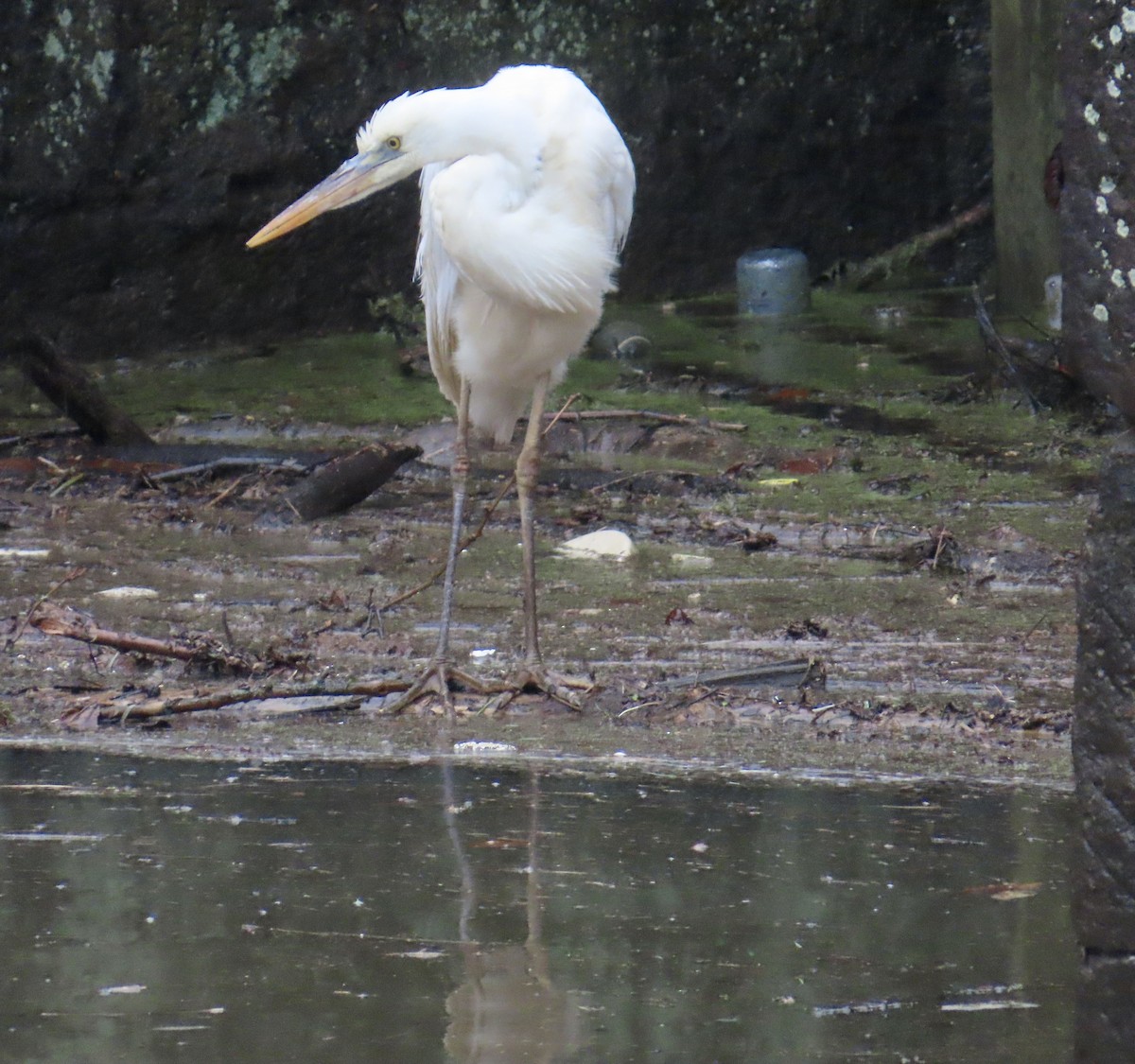 Great Blue Heron (Great White) - ML614126820