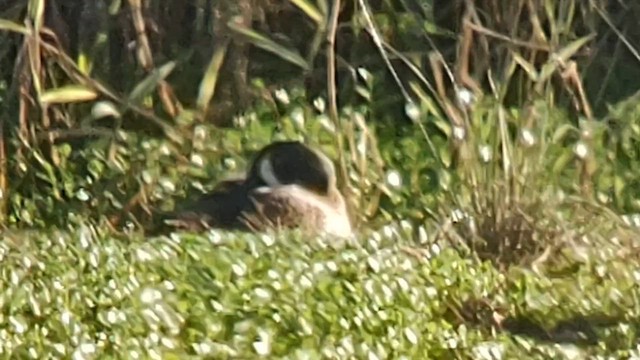 Blue-winged Teal - ML614126841