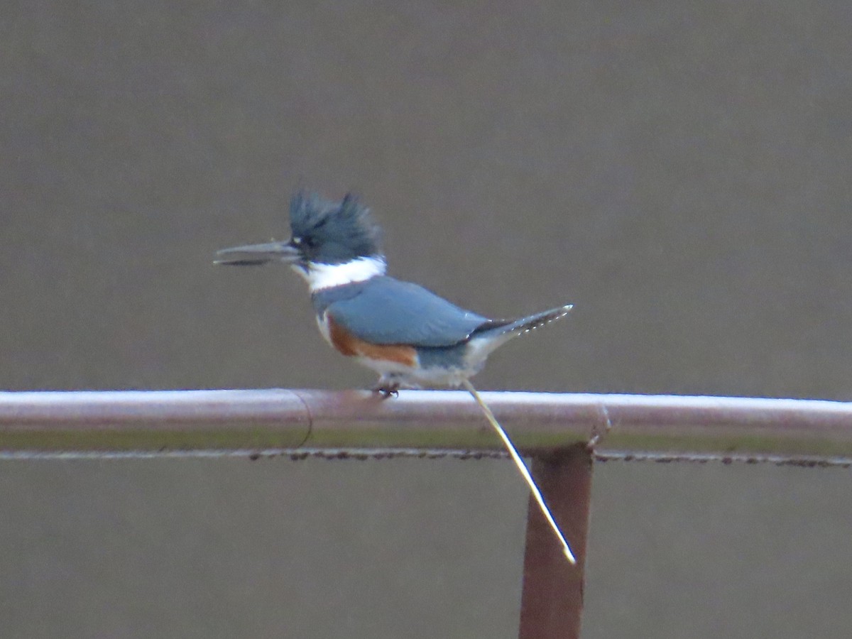 Belted Kingfisher - ML614126862