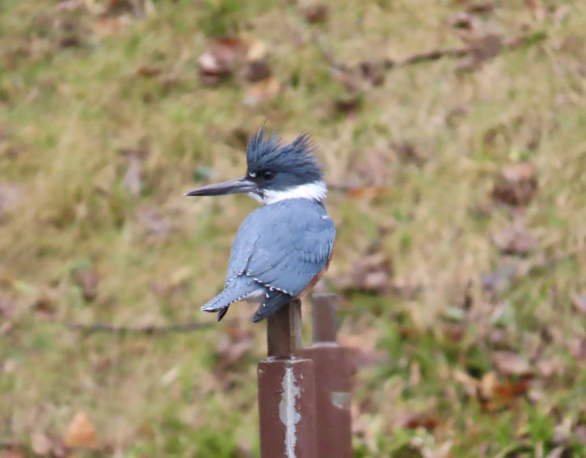 Belted Kingfisher - ML614126864