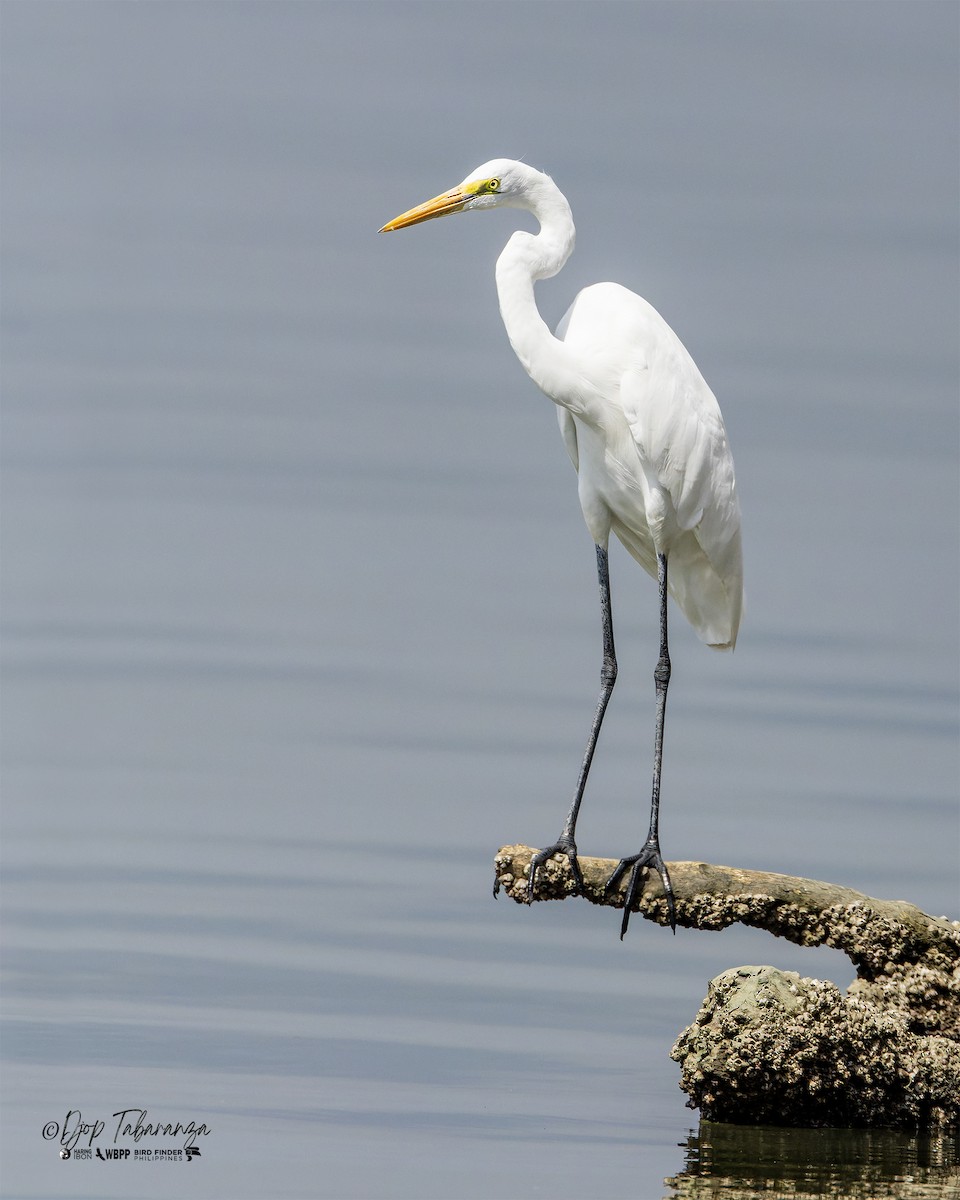 Grande Aigrette - ML614126867