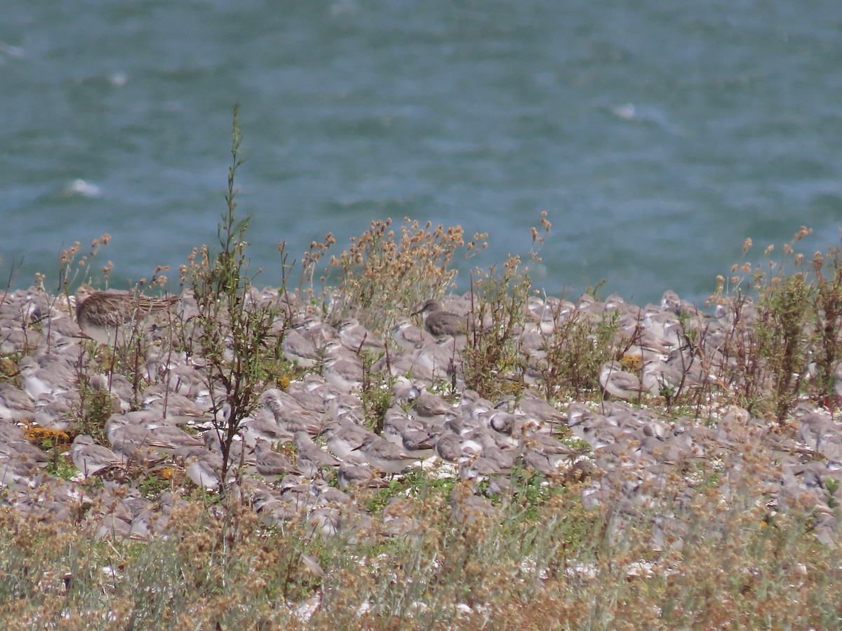 Gray-tailed Tattler - ML614126889