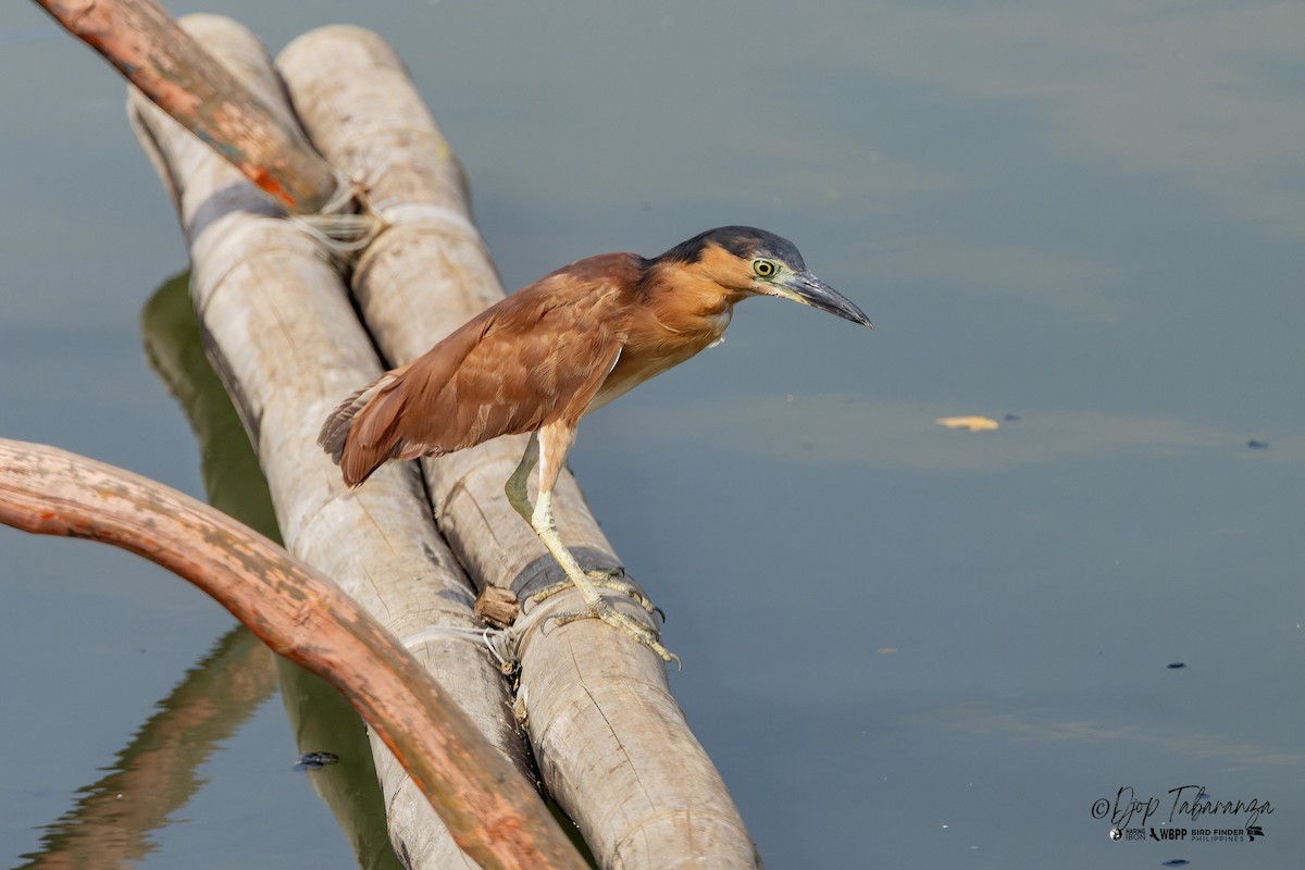 Nankeen Night Heron - Djop Tabaranza