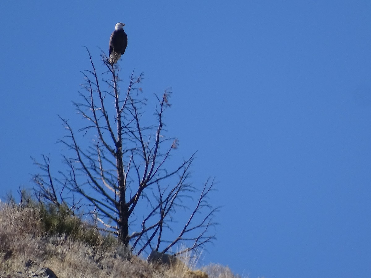 Bald Eagle - Teri Ligon