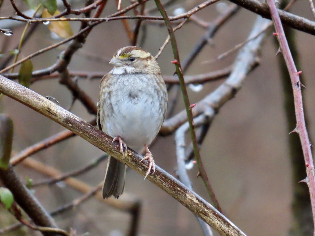 White-throated Sparrow - ML614126977