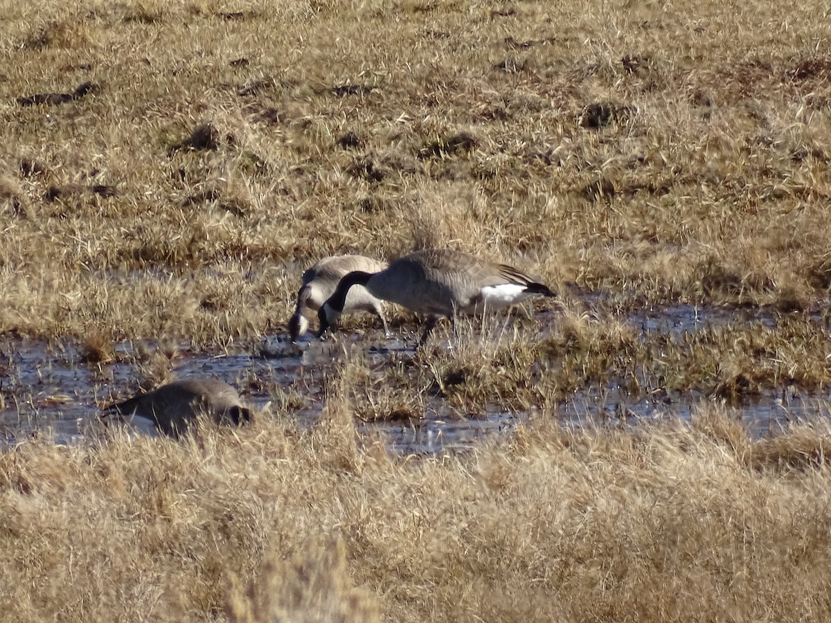 Canada Goose - Teri Ligon