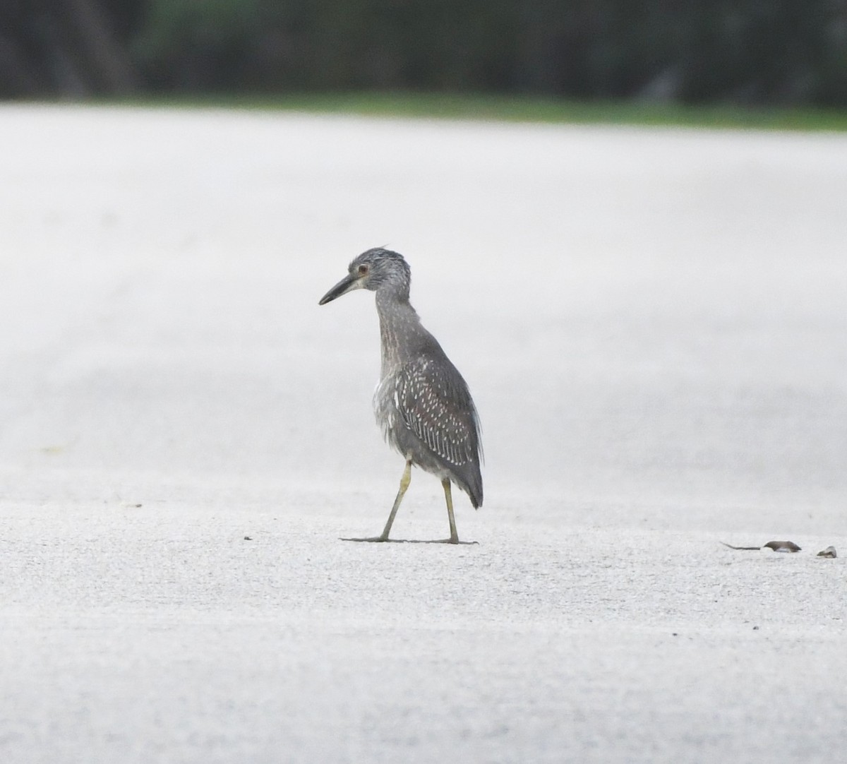 Yellow-crowned Night Heron (Yellow-crowned) - ML614126996