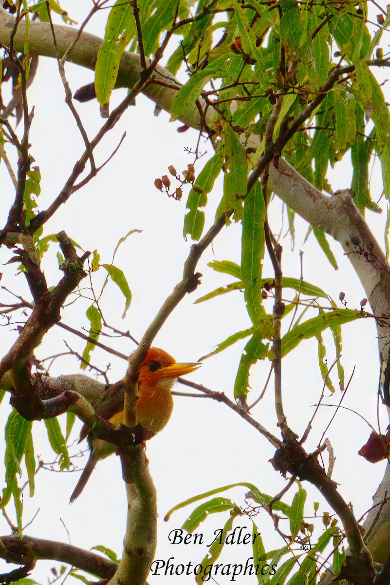 Yellow-billed Kingfisher - ML614127000
