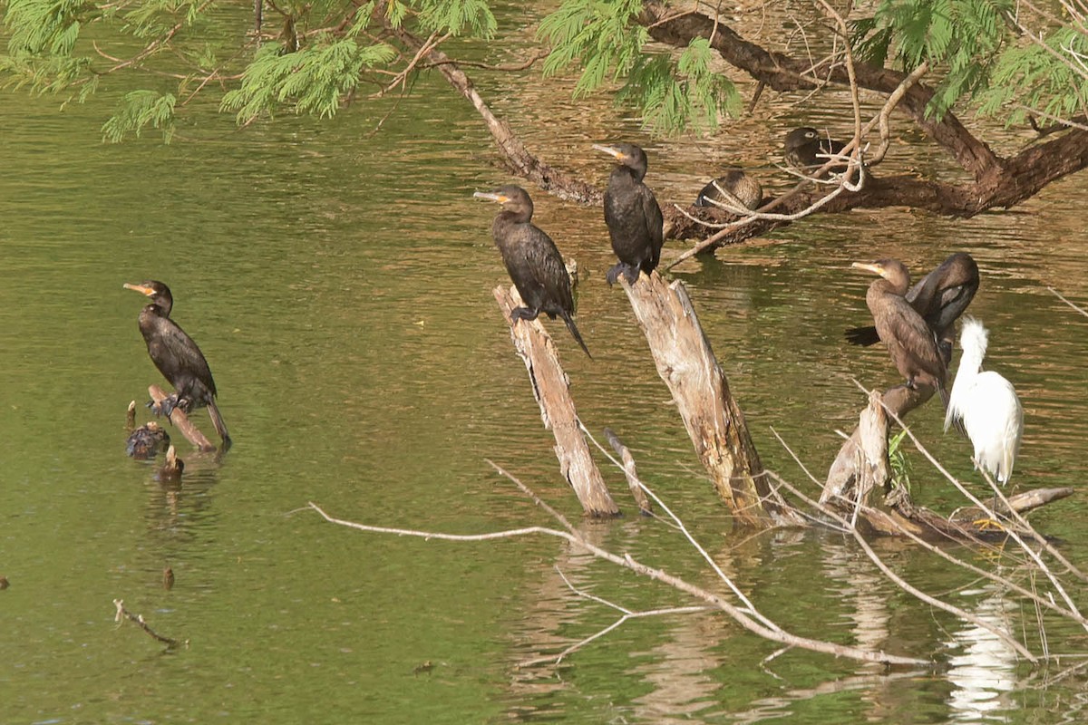 Neotropic Cormorant - ML614127053