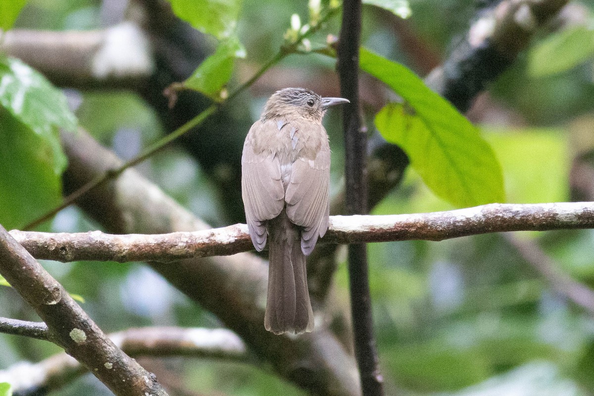 Visayan Bulbul - ML614127060