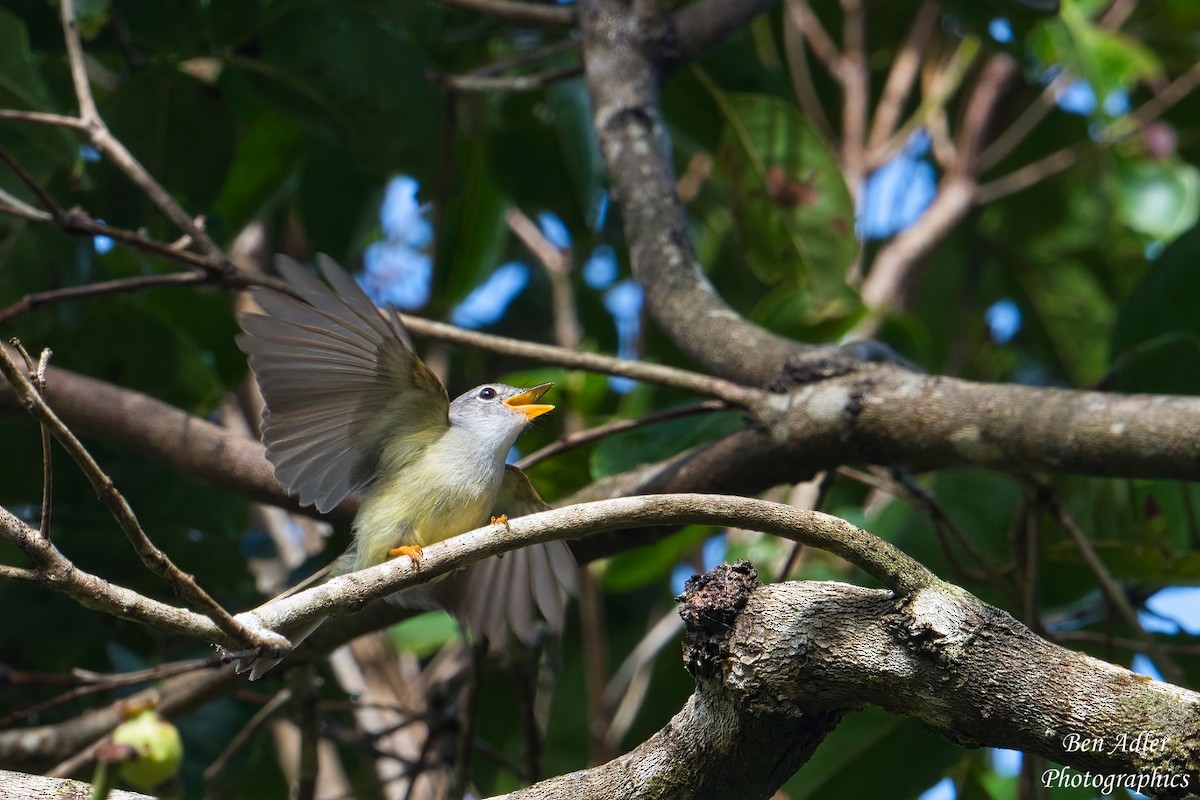 Yellow-legged Flyrobin - ML614127078