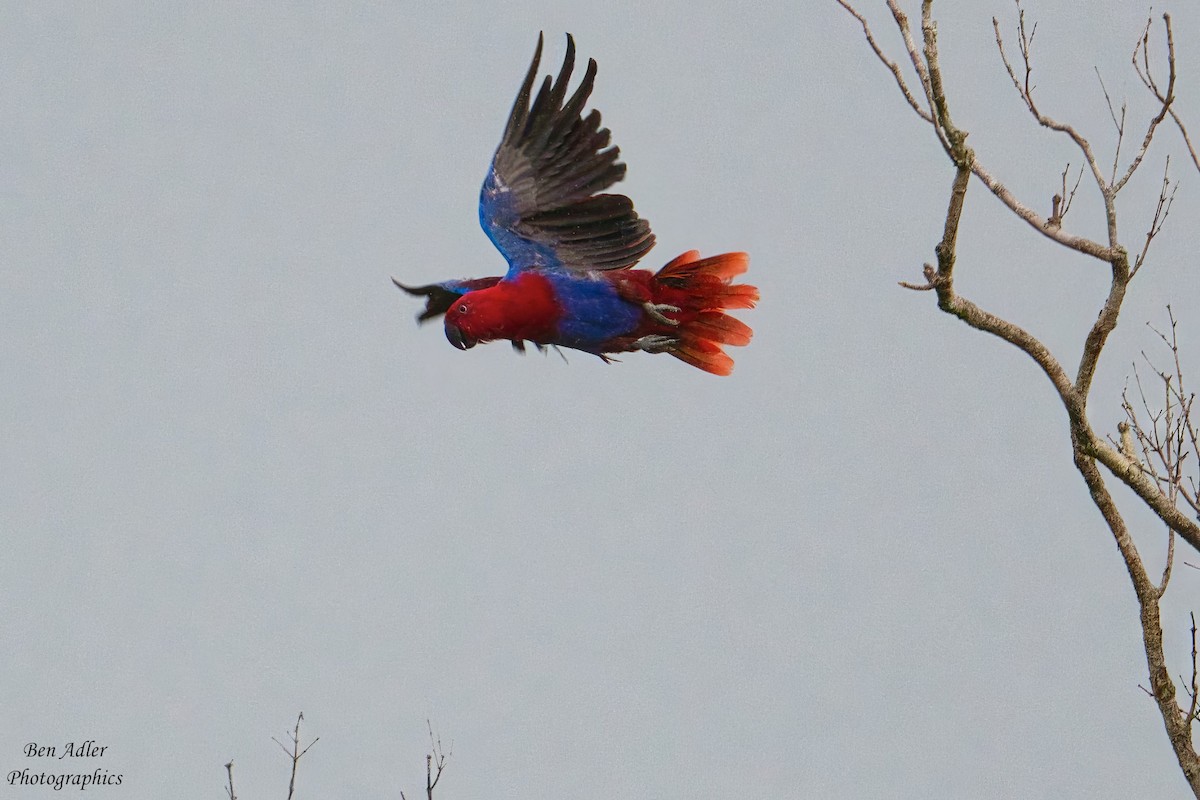 Papuan Eclectus - Ben Adler