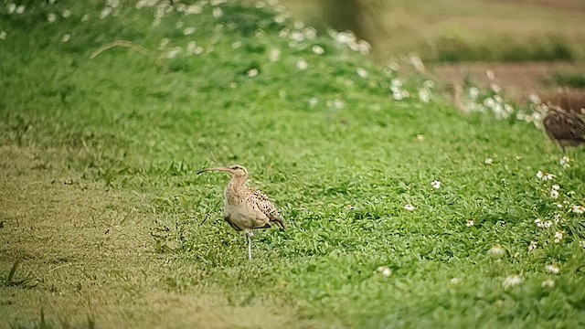 Bristle-thighed Curlew - ML614127136