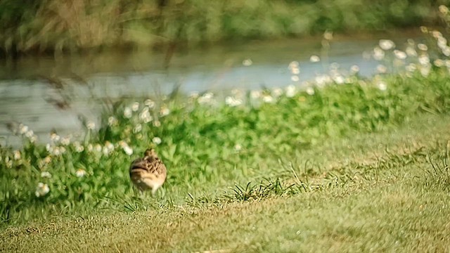 Bristle-thighed Curlew - ML614127137