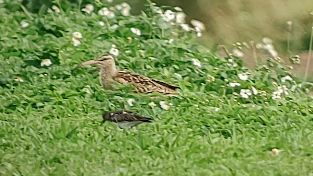 Bristle-thighed Curlew - ML614127139