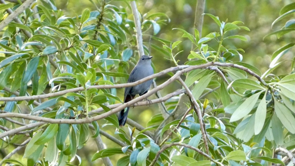 Pájaro Gato Gris - ML614127142