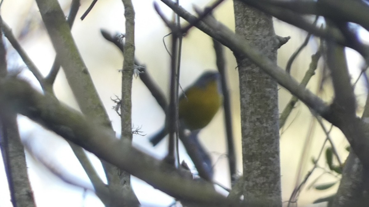 Nashville Warbler (ridgwayi) - Chris Henry