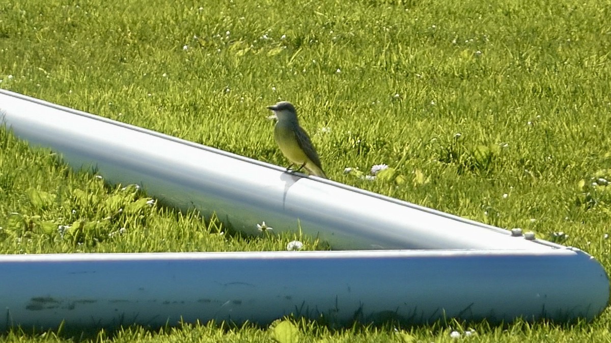 Tropical Kingbird - ML614127229