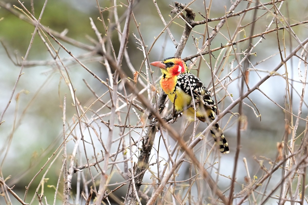 Red-and-yellow Barbet - Eileen Gibney