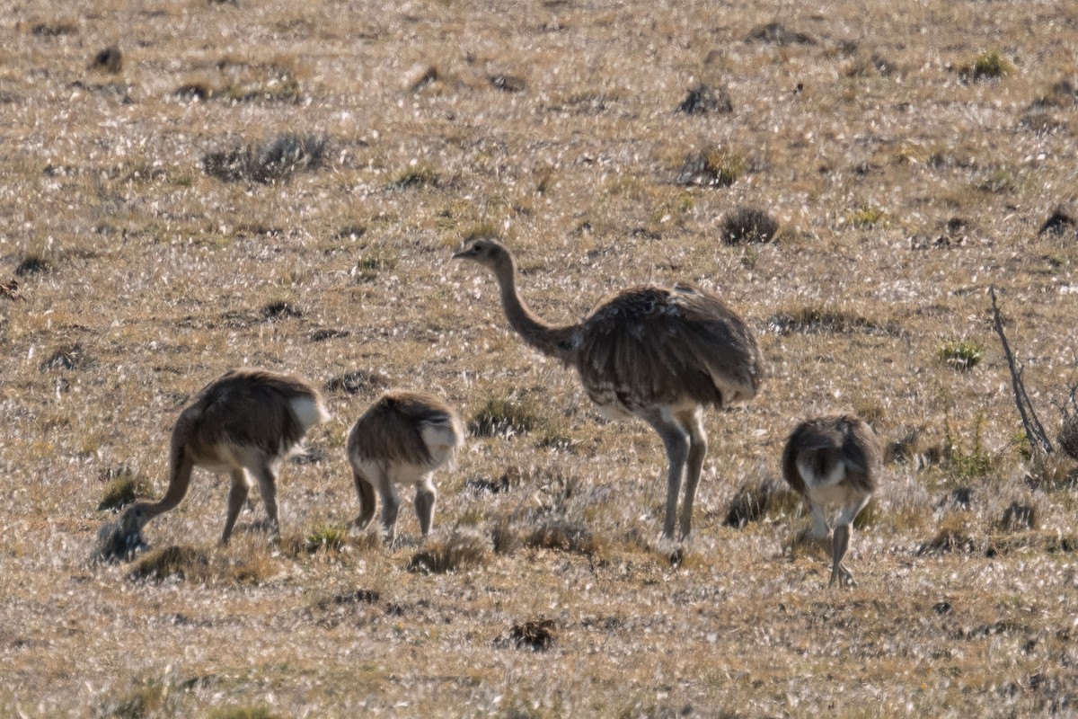 Lesser Rhea - ML614127338