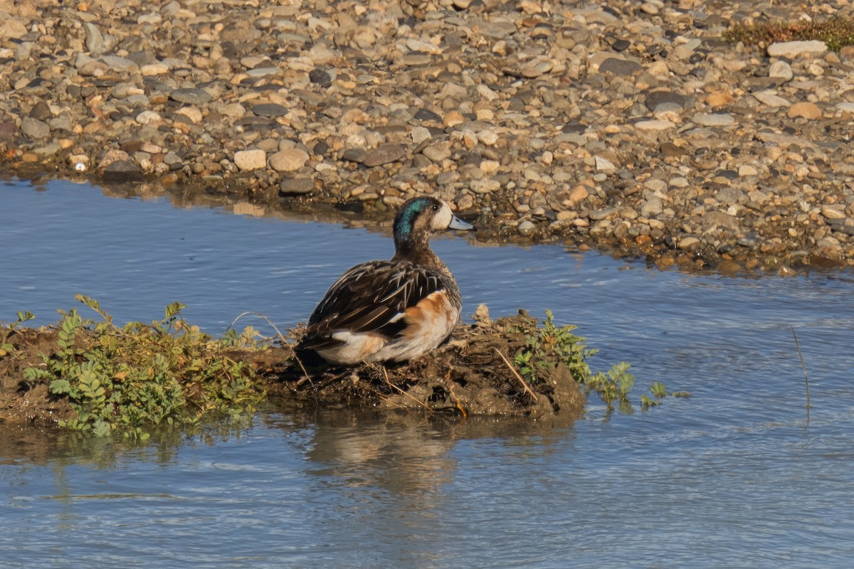 Chiloe Wigeon - Alex and Julia 🦜