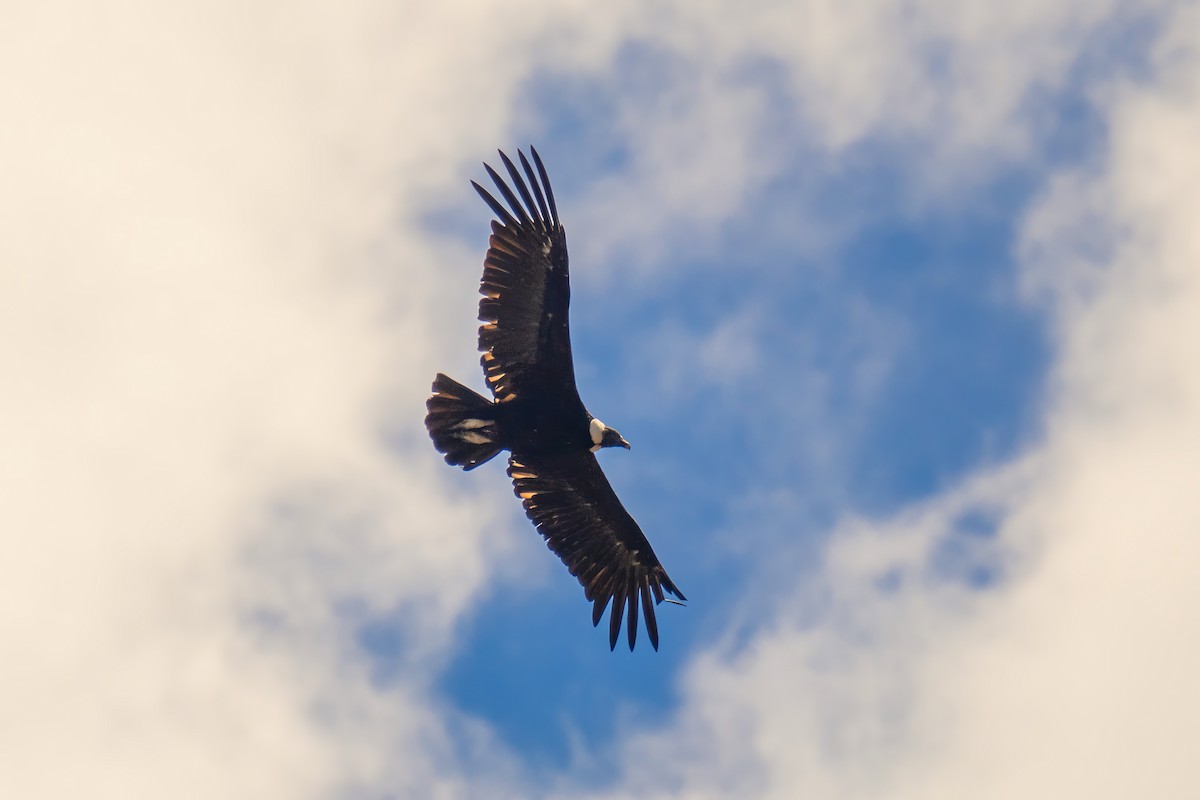 Andean Condor - Alex and Julia 🦜