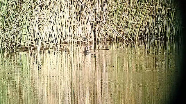 Hawaiian Coot (White-shielded) - ML614127385