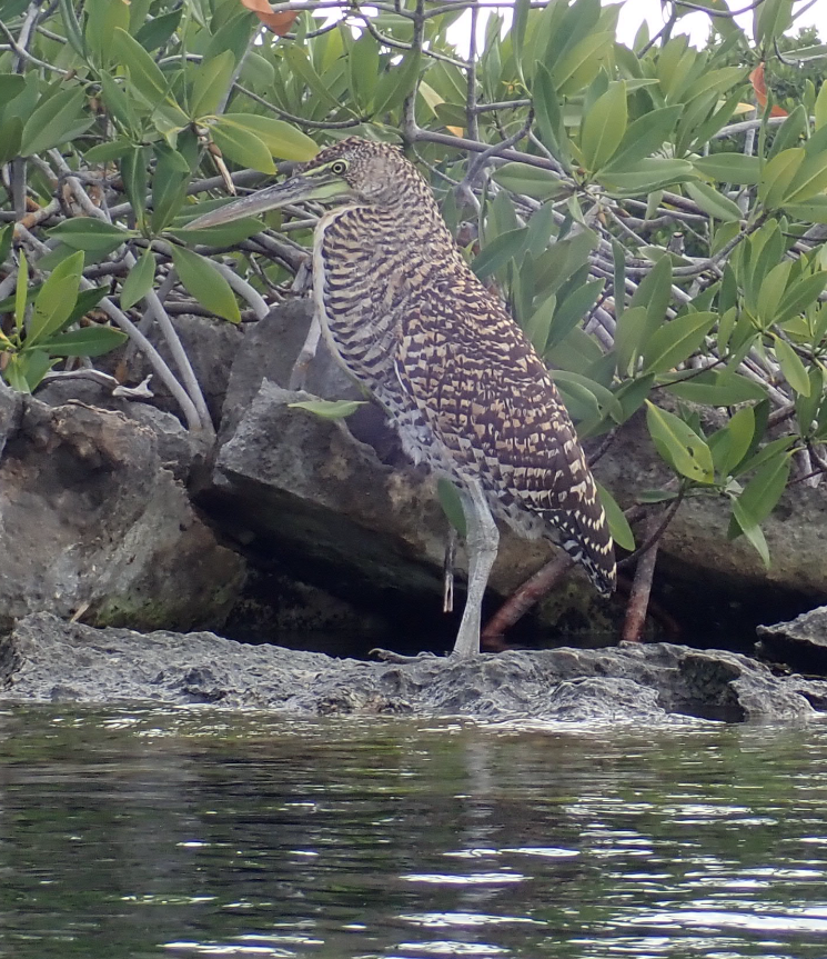 Bare-throated Tiger-Heron - ML614127399