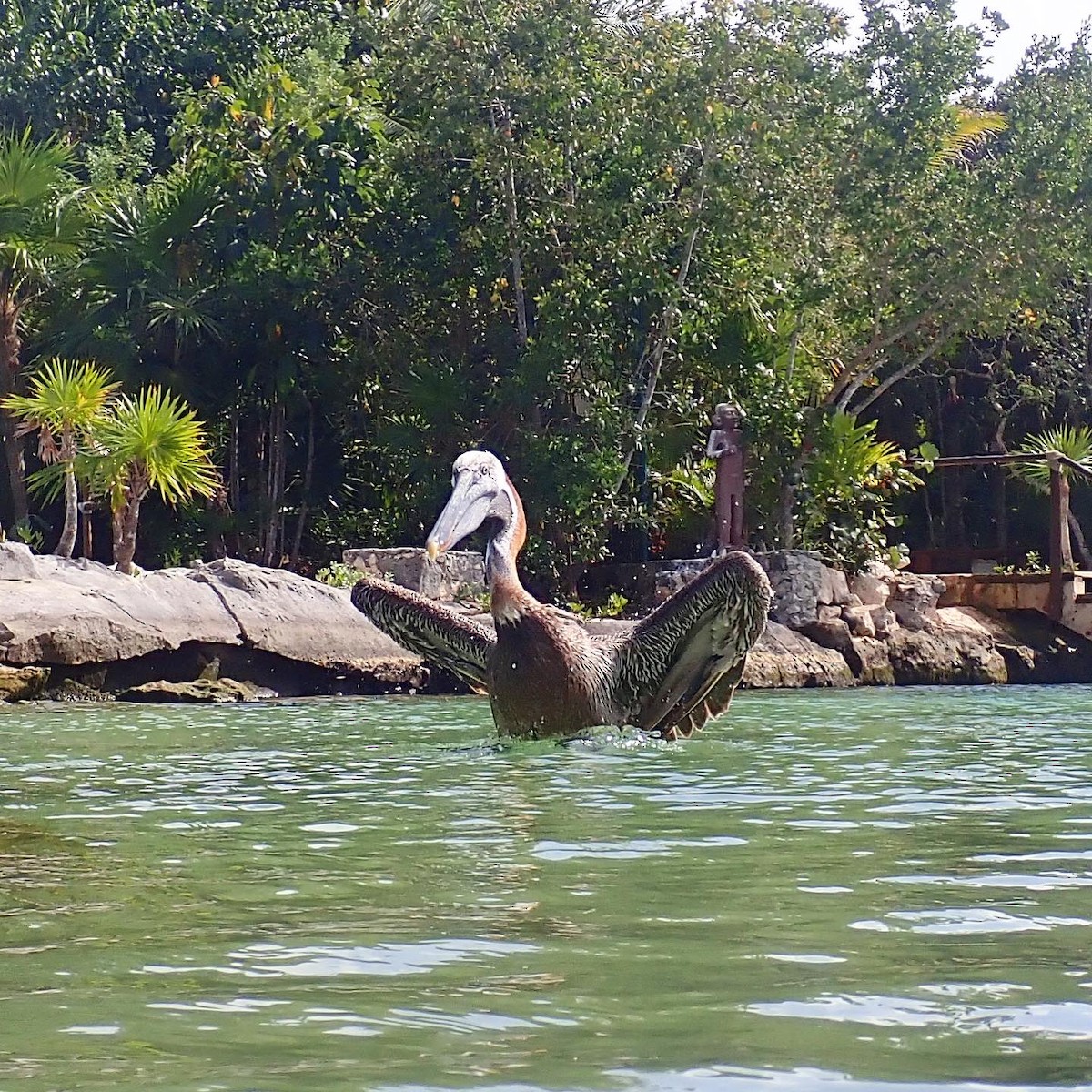 Brown Pelican - ML614127416