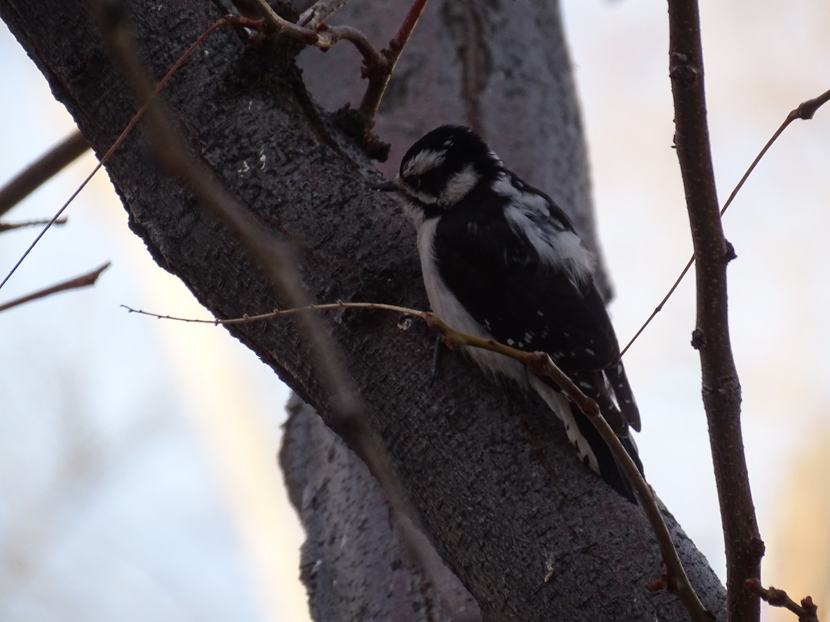 Downy Woodpecker - ML614127427