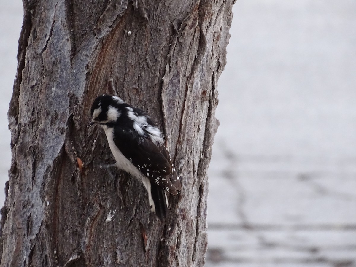 Downy Woodpecker - ML614127437