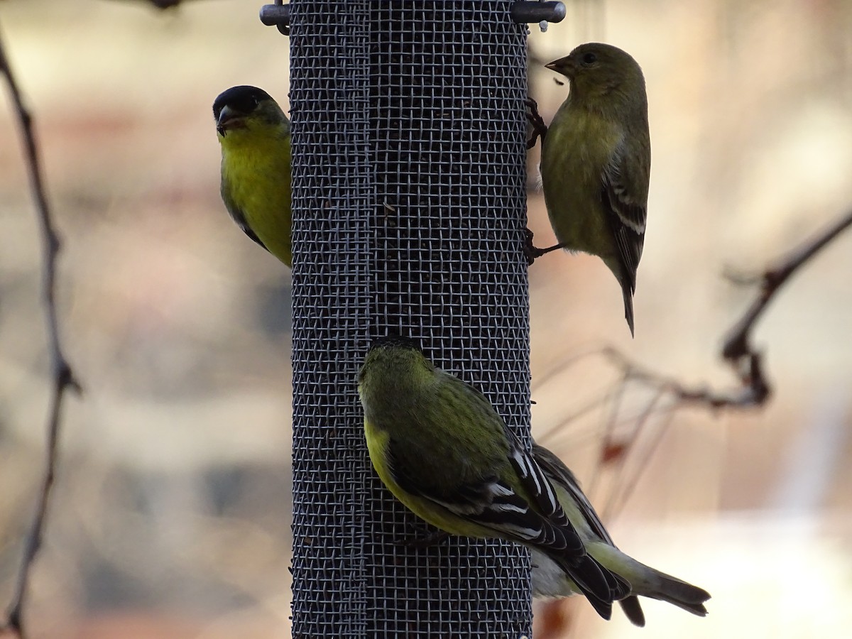 Lesser Goldfinch - ML614127444