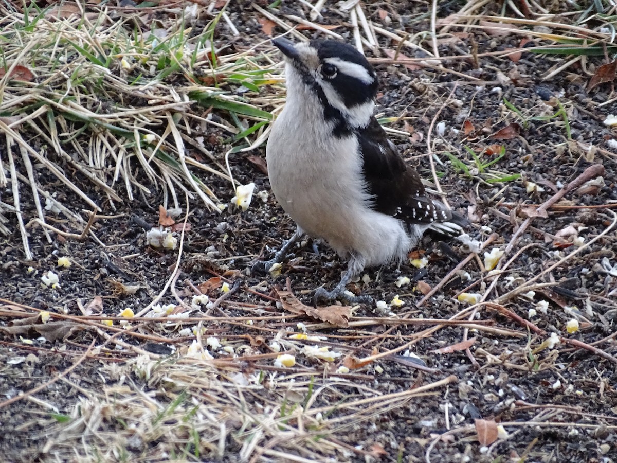 Downy Woodpecker - ML614127456