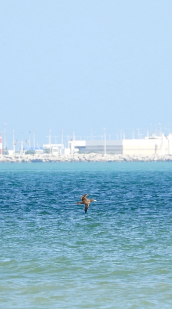 Brown Booby - ML614127472