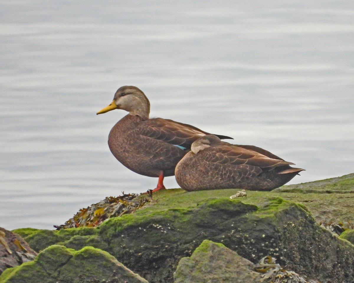 American Black Duck - ML614127498