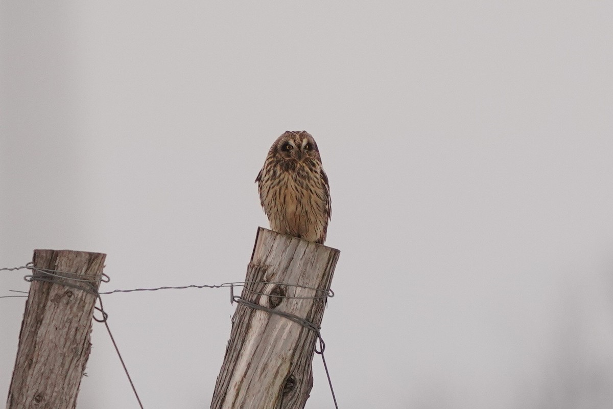 Short-eared Owl - ML614127503