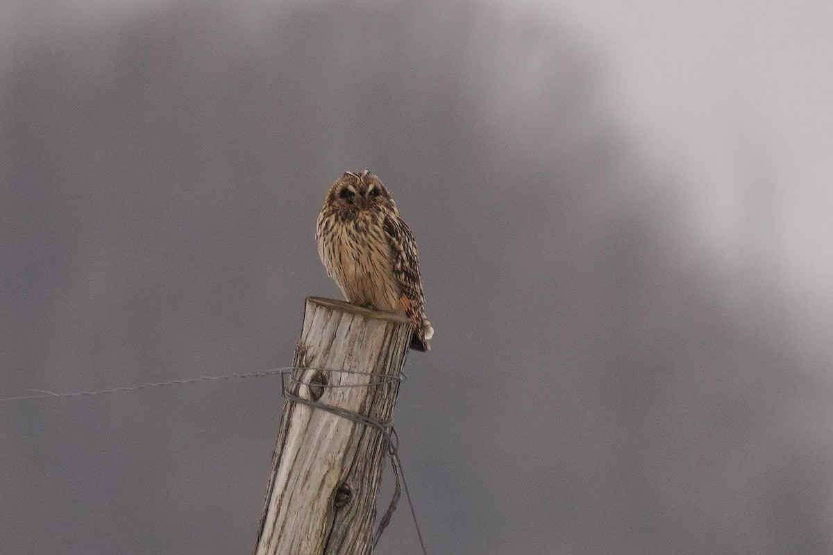 Short-eared Owl - ML614127504